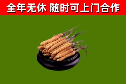 昆山市烟酒回收冬虫夏草.jpg